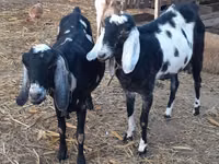 Goat, Nubian Goat — photo 2
