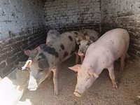 नर सूअर, सूअर — फ़ोटो 2