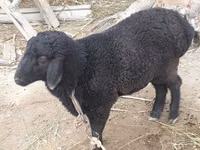Kambing jantan, Sheep — foto 4
