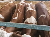 公牛, Simmental cattle — 照片 2