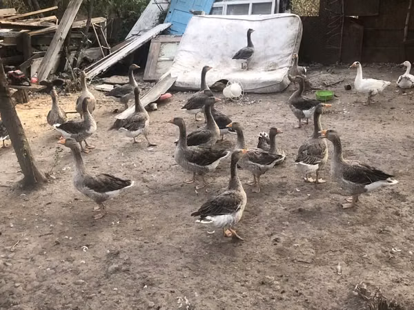Geese — Kyrgyzstan