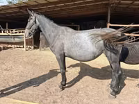 Mare, Friesian — photo 2
