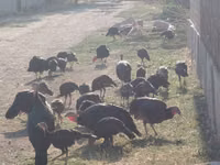 Norfolk Black — foto 6