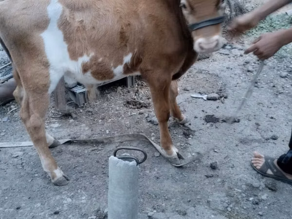 Byk, Rasa alatauska
