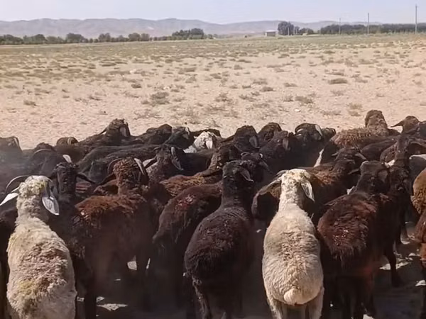 Vædder, Får — Usbekistan