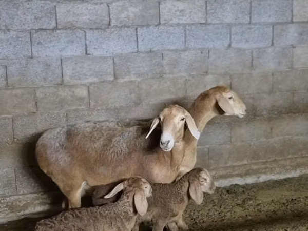Ram, Arashan sheep — Kazakhstan