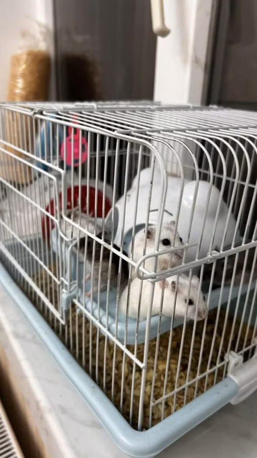 Salam Qəfəs qarisiq satılır 8 Ədəd Hamster var içərsində. Gelen ay