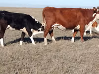 Cow, Kazakh White-headed cow — photo 2