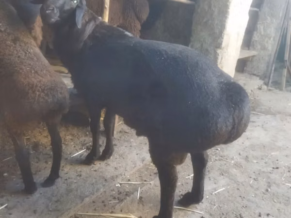 Sheep (batch, sex not specified), Sheep — Uzbekistan