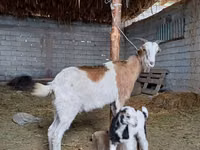 Kozel, Beetal goats — foto 2