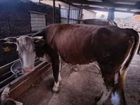 Vaca, Simmental cattle — foto 1