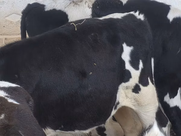 公牛, Russian Black pied cattle