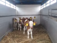 Bou, Simmental cattle — foto 3