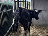 सांड, Russian Black pied cattle — फ़ोटो 2