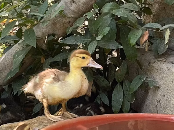 Ducks — আজারবাইজান