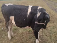 गाय, Russian Black pied cattle — फ़ोटो 3