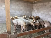 Sheep, Sheep — photo 1
