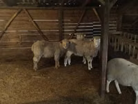 Domba jantan, Ile-de-France sheep — foto 2