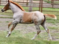 Horse (M), Quarter Horse — photo 1