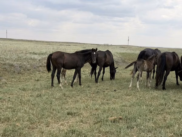 Horse (M), Orlov Trotter — Kazakhstan