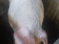 ஆண் பன்றி — புகைப்படம் 1