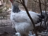 Brahma — photo 8