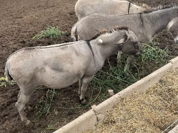 مادیان, اسب