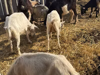 Koza, Kozy — zdjęcie 2