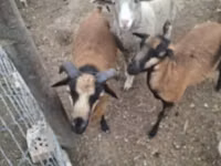 Sheep, Merino sheep — photo 1