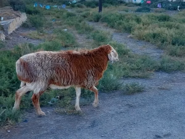 Ram, Sheep — Kazakhstan