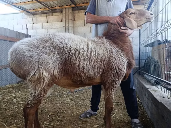 Ram, Rhon sheep — Kyrgyzstan