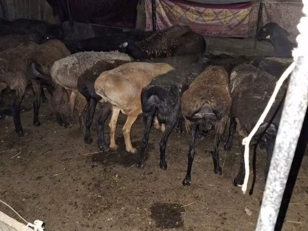 Kambing jantan, Sheep — Kazakhstan