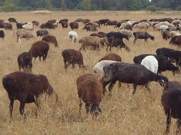 Ram, Hissar sheep — Kazakhstan