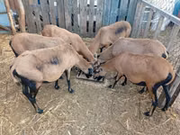 Sheep, Cameroon sheep — photo 2