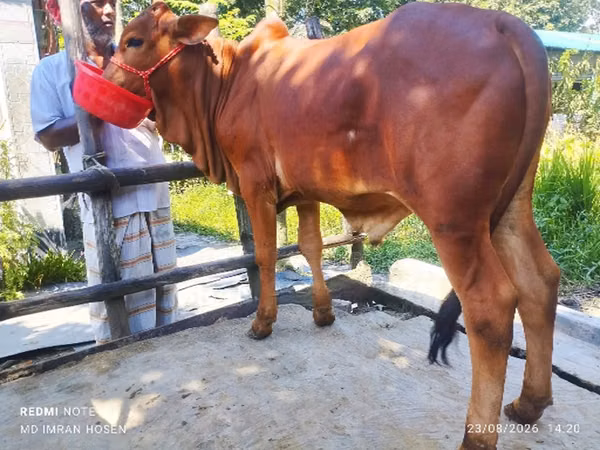 Bull, Cattle