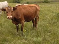 Cow, Simmental cattle — photo 6