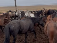 Mare, Horses — photo 1