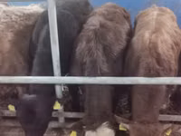 Bull, Limousin cow — photo 2