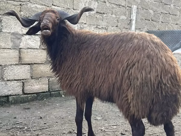 Хуц, Red Karaman sheep