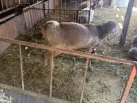 Ram, Arashan sheep — photo 2