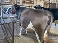 Cow, Holstein breed — photo 3