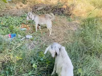 Kambing betina, Goats — foto 6