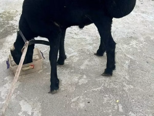 公羊, Sheep — 乌兹别克斯坦