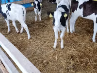 ወንድ በሬ, Cattle — ፎቶ 8