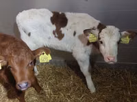 सांड, Simmental cattle — फ़ोटो 5