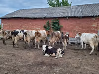 گاو نر, Russian Black pied cattle — عکس 4
