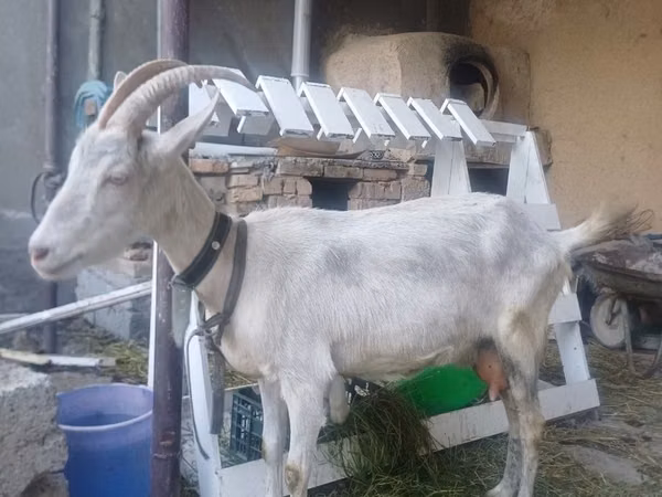 Ged, Saanen goat — Usbekistan