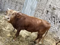 Toro, Bovini — foto 1