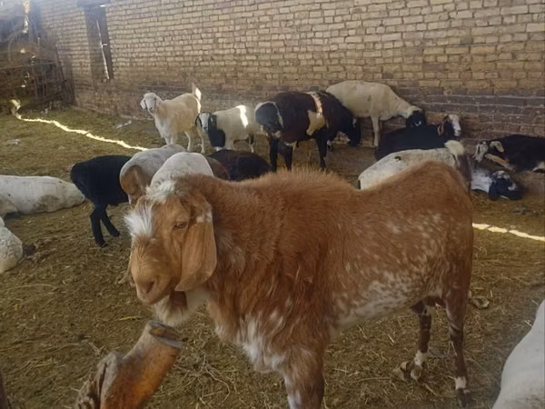 Kozel, Beetal goats