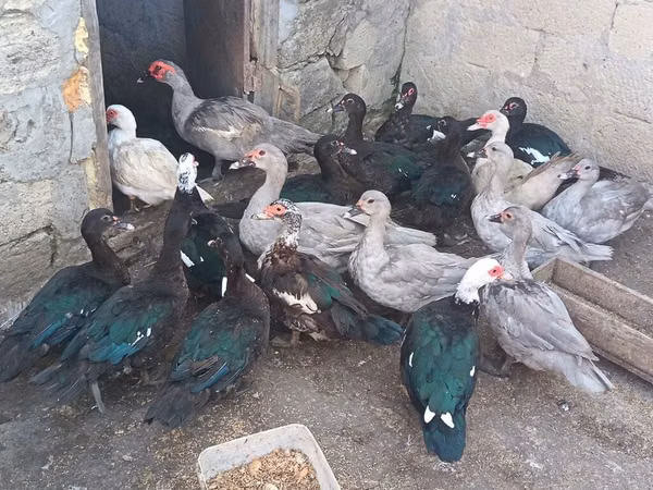 Ducks — Azerbaijan